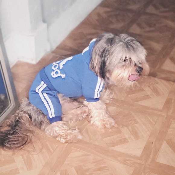 Adidog Royal Blue Tracksuit - Picture 8 of 8